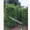 漳州垂葉榕l.批發(fā) | 園林綠化工程苗木基地直銷