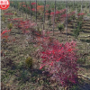 紅色石楠 園林綠化景觀苗木