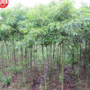 苗木供應園林植物產地直銷