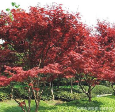 紅楓樹苗日本紅楓樹苗美國(guó)紅楓樹苗四季紅楓紅葉楓樹綠化苗木