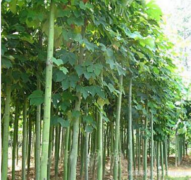 山東基地批發(fā)各種 青桐苗 工程綠化苗木 青皮梧桐小苗 青銅樹苗