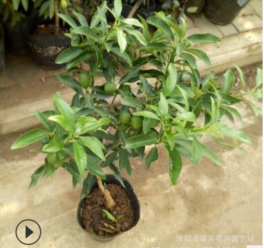 室內(nèi)金桔樹四季桔盆栽庭院觀賞小金橘子金錢橘帶果發(fā)貨量大從優(yōu)