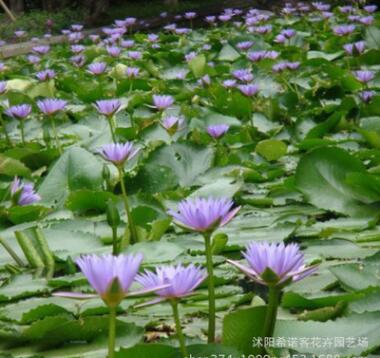 水體綠化睡蓮 多色多品種睡蓮批發(fā) 量大從優(yōu)
