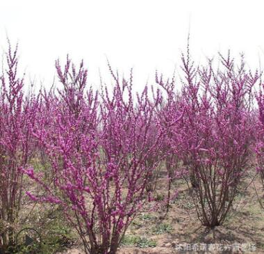 批發(fā)綠化苗木風(fēng)景樹 紫荊苗 紫荊樹苗 滿條紅樹苗庭院觀花植物