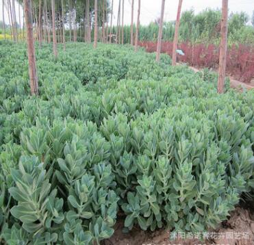 基地銷售八寶景天 綠化工程專用苗 八寶景天 批發(fā)價(jià)