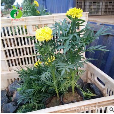 批發孔雀草苗 時令草花 宿根植物 時令花卉