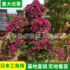 基地直銷三角梅 盆栽樁景三角梅 綠化觀賞造型三角梅批發