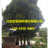 產地優質 廣西桂林桂花樹批發 量大優惠貨源足