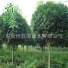 基地大量供應(yīng)大葉女貞 園林綠化苗木喬木 行道工程專用
