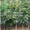 柿樹 基地批發(fā)柿子樹 基地現(xiàn)貨供應(yīng) 果樹苗 柿樹