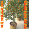 嫁接桂花樹苗 桂花盆栽 地栽苗 日香桂金桂丹桂沉香桂狀元紅