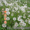 批發優質花草種子 蒲公英種子 庭院觀花植物 又名華花郎
