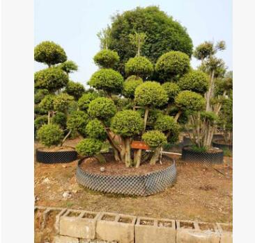 大量供應(yīng)小葉赤楠 造型樹 盆景