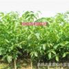 核桃苗批發(fā) 果樹苗新品種 核桃樹苗 嫁接核桃樹 薄殼 個大