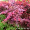 日本紅楓苗批發(fā) 園林綠化苗木 紅楓嫁接樹苗 紅楓小苗