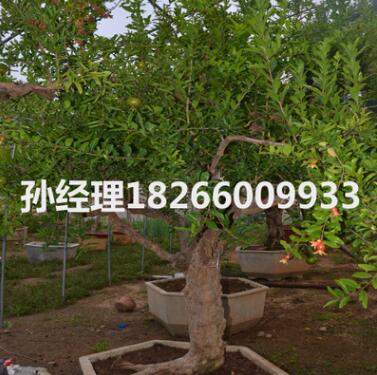 基地直銷石榴樹綠化樹苗石榴盆景南方北方種植當年結果石榴樹苗批