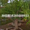 基地直銷石榴樹綠化樹苗石榴盆景南方北方種植當年結果石榴樹苗批