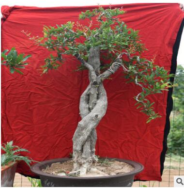 創業家居植物盆景 陽臺庭院石榴樹樁 基地直銷果樹苗圃盆栽批發