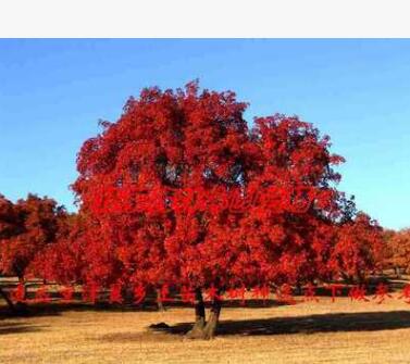 專業供應五角楓小苗 綠化苗五角楓 基地直銷優質五角楓