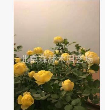 批發藤本月季苗 光譜月季 復色 大花芳香月季