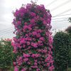 福建漳州三角梅 勒杜鵑批發供應 工程綠化景觀樹各規格俱全