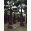 福建棕櫚科華棕 老人葵基地直銷(xiāo) 棕櫚科華盛頓棕櫚