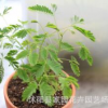 批發(fā)含羞草種子 盆栽花卉種子 草花種子含羞草花 害羞草種子