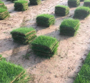 綠化小區(qū)別墅園林庭院河道護(hù)坡滑草場(chǎng)四季青草坪草皮草籽草種批發(fā)