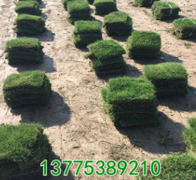 耐寒耐旱耐踩踏足球場(chǎng)幼兒園綠天鵝絨化真草坪草皮中華結(jié)縷草批發(fā)