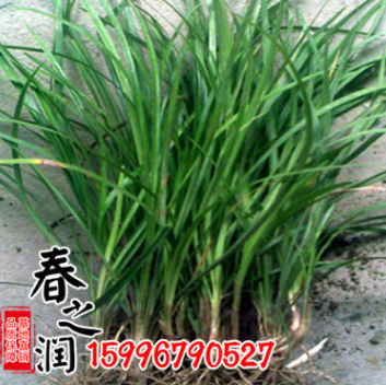 麥冬草直銷 金邊闊葉麥冬 金葉麥冬草 黃葉麥冬 玉龍草