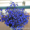藍(lán)花亞麻 六倍利種子 垂吊半邊蓮 翠蝶花 盆栽花卉花草種子