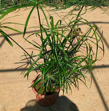 濕地綠化基地直供優(yōu)質旱傘草 精品旱傘草盆苗批發(fā) 凈化水質