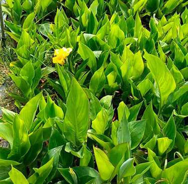 出售水生植物水生美人蕉 工程綠化苗水生美人蕉 多規(guī)格 價格實惠