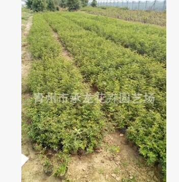 青州花卉基地種植月季 地被月季20萬 花色艷 棵型好 分枝多
