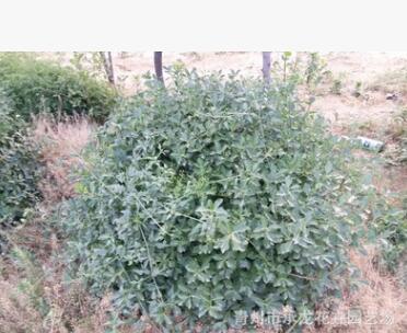 青州苗木場低價熱賣苗木 直徑40-100公分扶芳藤球 數量大 品質高