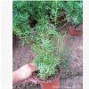 青州花卉基地批發銷售 天門冬5萬盆 綠化專供 株型飽滿 植株健壯