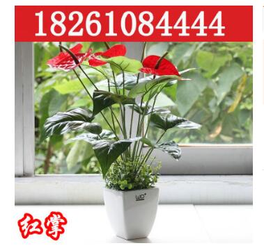 室內盆栽花卉紅掌帶花 白掌 粉掌 水培植物 盆栽植物帶花 不含盆