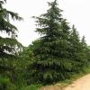 苗木基地供應【雪松】 工程綠化苗木 各種規格齊全 量大優惠