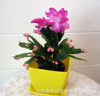 批發(fā)盆栽室內(nèi)盆栽 植物 蟹爪蘭花苗 蟹爪蘭盆景