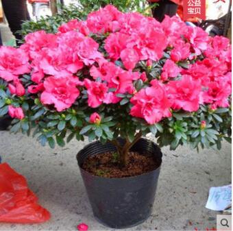 四季開花 杜鵑花苗 比利時杜鵑 批發(fā)盆栽植物 盆栽杜鵑花