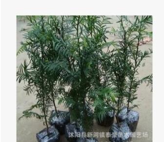 批發(fā)南方紅豆杉苗 高度50-80cm 特價基地直銷 紅豆杉小苗