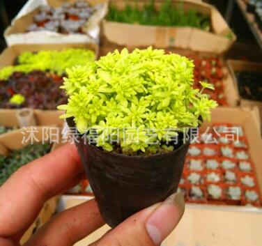批發(fā)黃金萬(wàn)年草 經(jīng)典護(hù)盆草 肉肉植物批發(fā) 桌面多肉迷你盆栽
