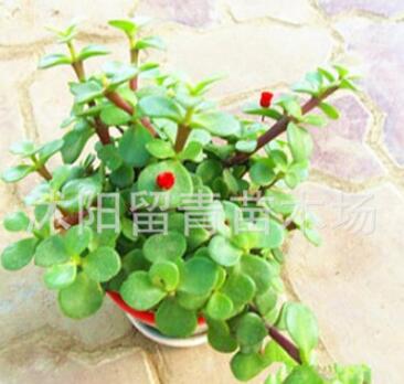 陽(yáng)臺(tái)辦公室內(nèi)盆栽多肉綠植物花卉 防輻射凈化空氣金枝玉葉樹(shù)