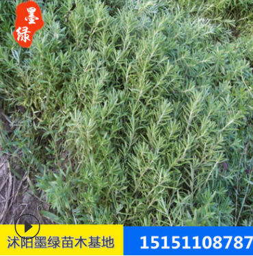 【佛甲草】綠化專用佛甲草 抗低溫佛甲草草坪種子基地直銷佛甲草