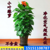 小葉綠蘿 綠蘿樁盆栽 室內大型盆景 觀葉植物 凈化空氣 綠蘿盆栽
