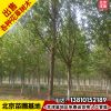 速生法桐樹8公分批發速生法桐行道樹法國梧桐管送貨栽植