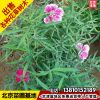 基地批發(fā)常夏石竹美國(guó)石竹五彩石竹地被觀(guān)花草花送貨上門(mén)