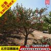 苗圃現(xiàn)起石榴樹(shù)古石榴大樹(shù)四季庭院石榴樹(shù)寓意多子多福管送管栽
