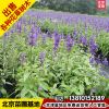 苗圃供應(yīng)草花婆婆納花苗婆婆納可充當(dāng)薰衣草花北京送貨上門(mén)