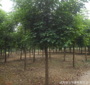 綠化苗木供應各種規格重陽木8--15公分、歡迎咨詢